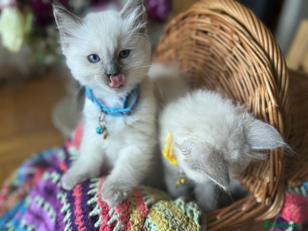 Ragdoll cats for sale: Adorable Ragdoll Kittens  - Image 5