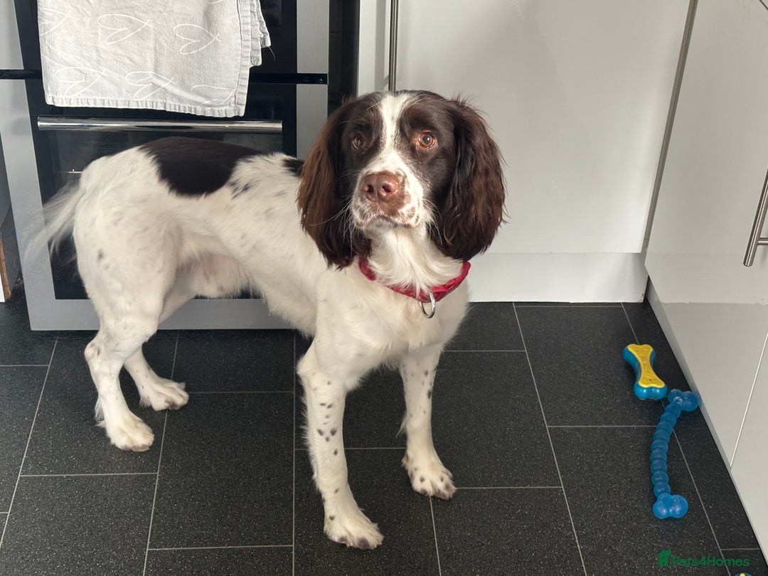 English Springer Spaniel dogs for stud: English Springer Spaniel for *STUD* - Advert 4