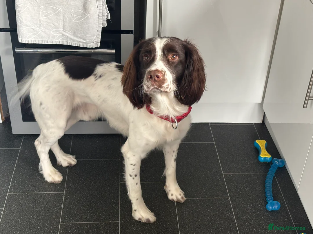 English Springer Spaniel dogs for stud: English Springer Spaniel for *STUD* - Advert 4