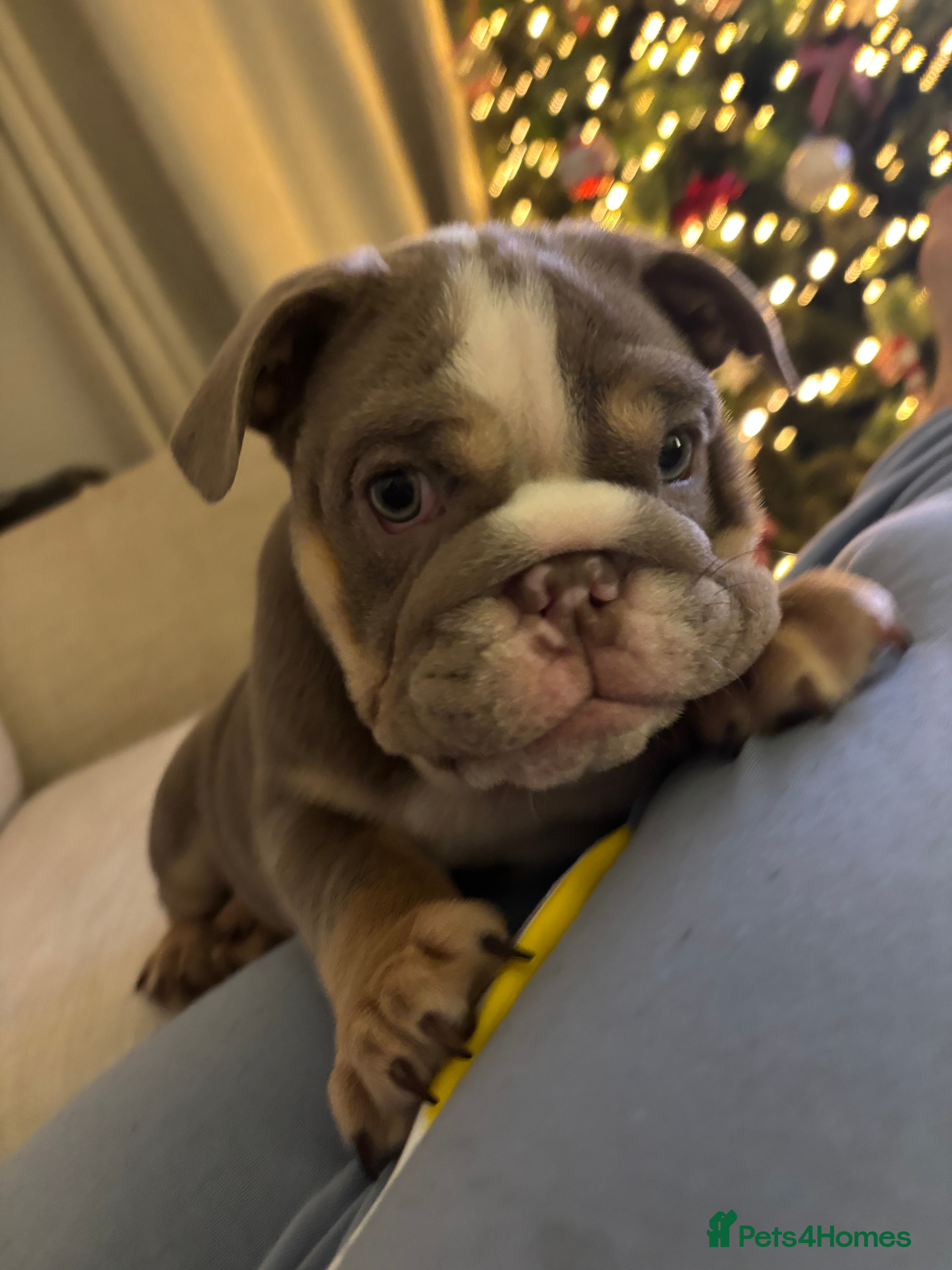 English Bulldog dogs Our last girl. Lilac tri - fully vaccinated  - Advert 18