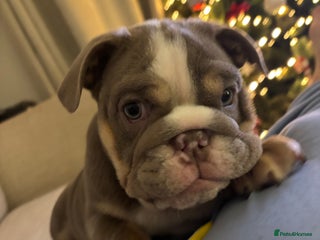 English Bulldog dogs Our last girl. Lilac tri - fully vaccinated - Advert 2
