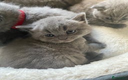 British Shorthair cats for sale: Stunning British Short Hair kitten GCCF/TICA - Image 4