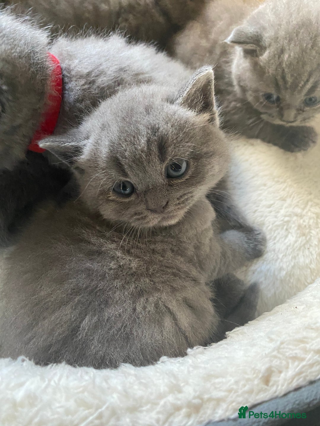 British Shorthair cats for sale: Stunning British Short Hair kitten GCCF/TICA - Image 4