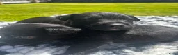 Patterdale Terrier dogs for sale: Patterdale Puppies For Sale - Advert 8