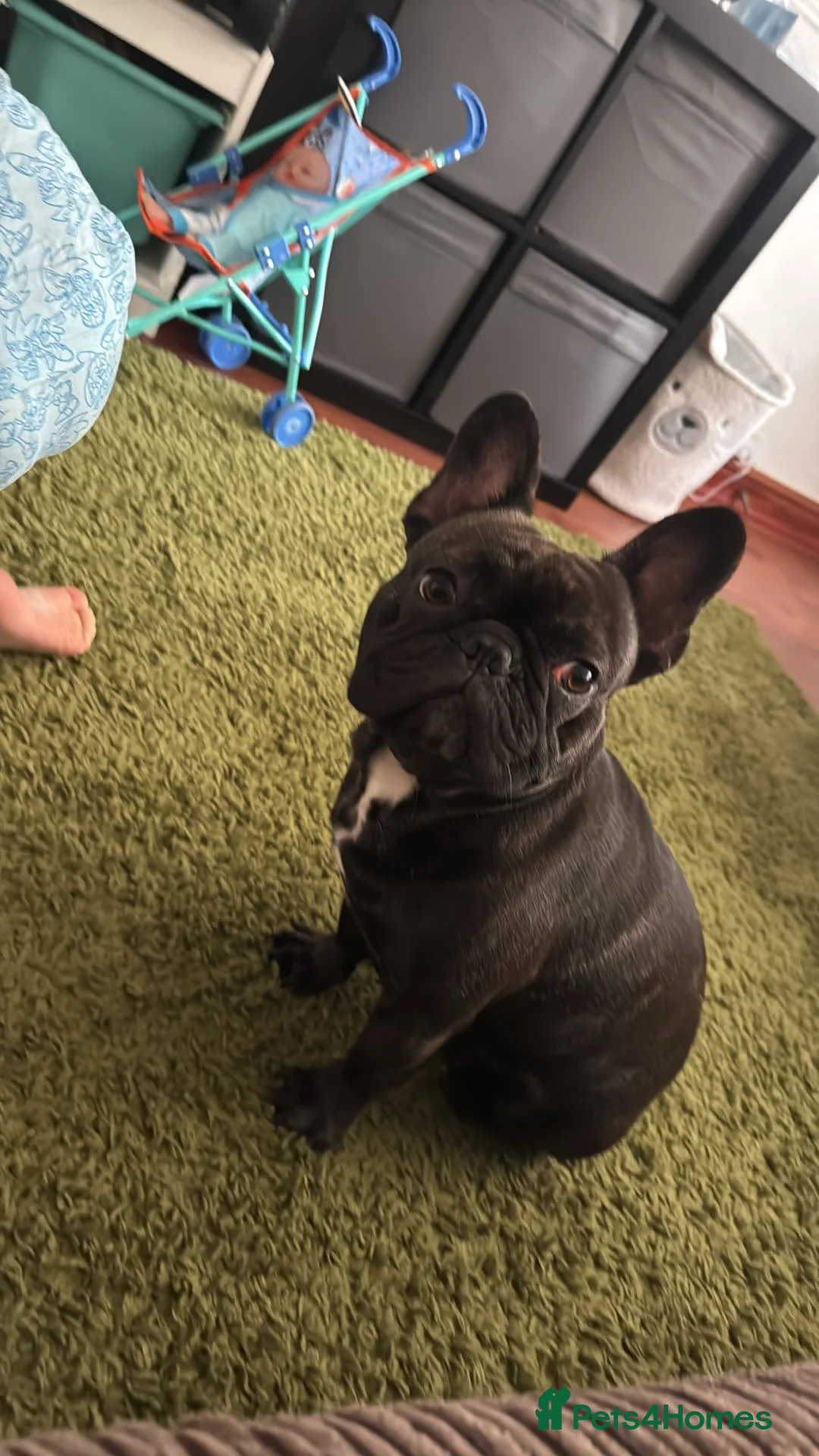 French Bulldog dogs for sale: 2 year old French Bulldog - Advert 5