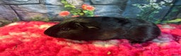 Guinea Pig rodents for sale: Guinea pigs mixed breeds 6 weeks old ready now - Advert 4