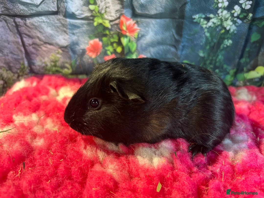 Guinea Pig rodents for sale: Guinea pigs mixed breeds 6 weeks old ready now - Advert 3