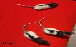 Rat rodents for sale: Baby hooded/variegated/dumbo fancy rats 🩶 - Image 10