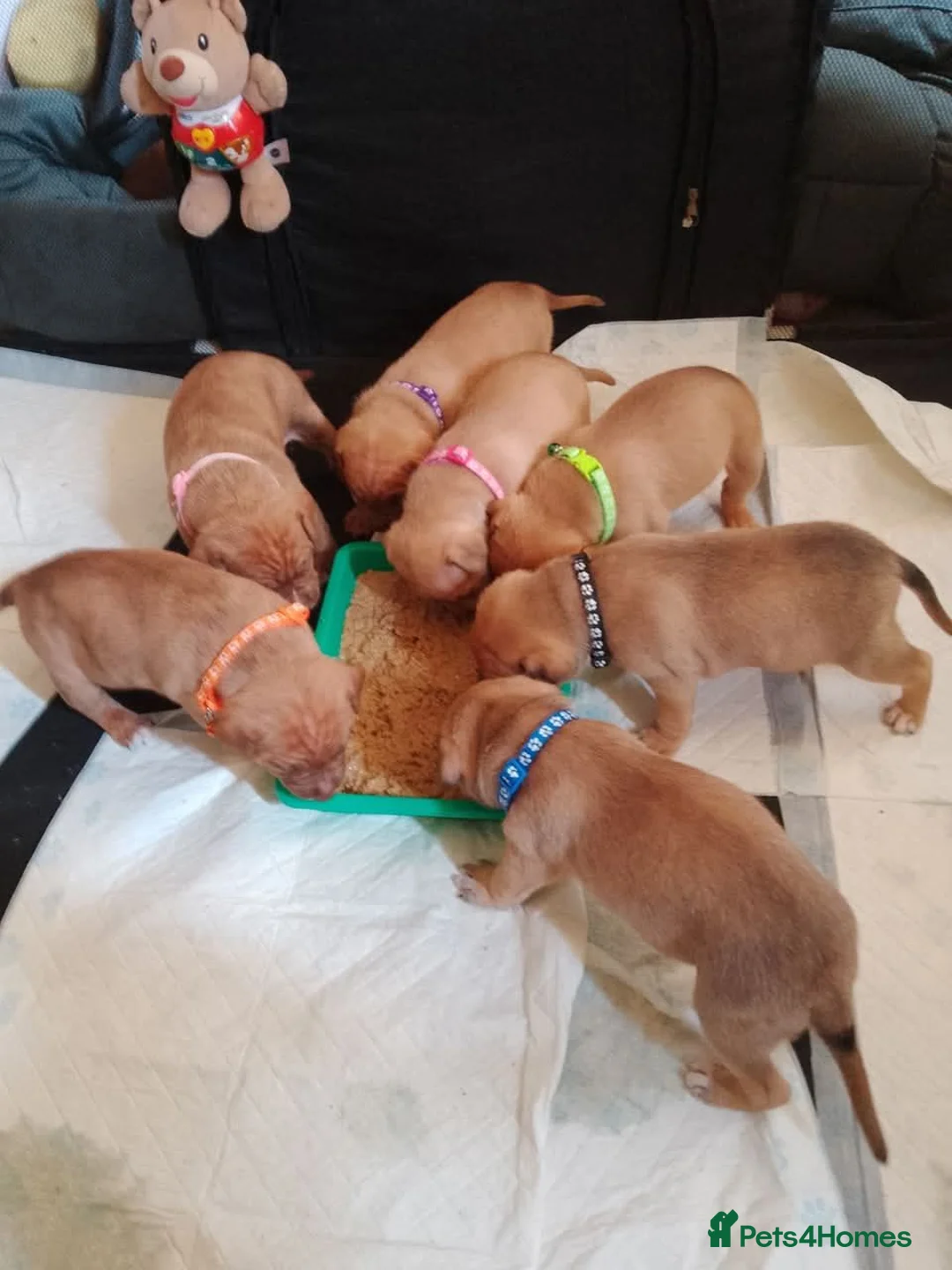 Mixed Breed dogs for sale: Gorgeous female puppy left - Advert 6