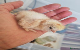Chickens poultry for sale: USA silkie, jumbo coturnix, celadon quails - Image 17
