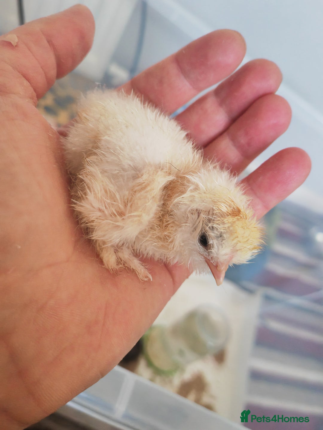 Chickens poultry for sale: USA silkie, jumbo coturnix, celadon quails - Image 17