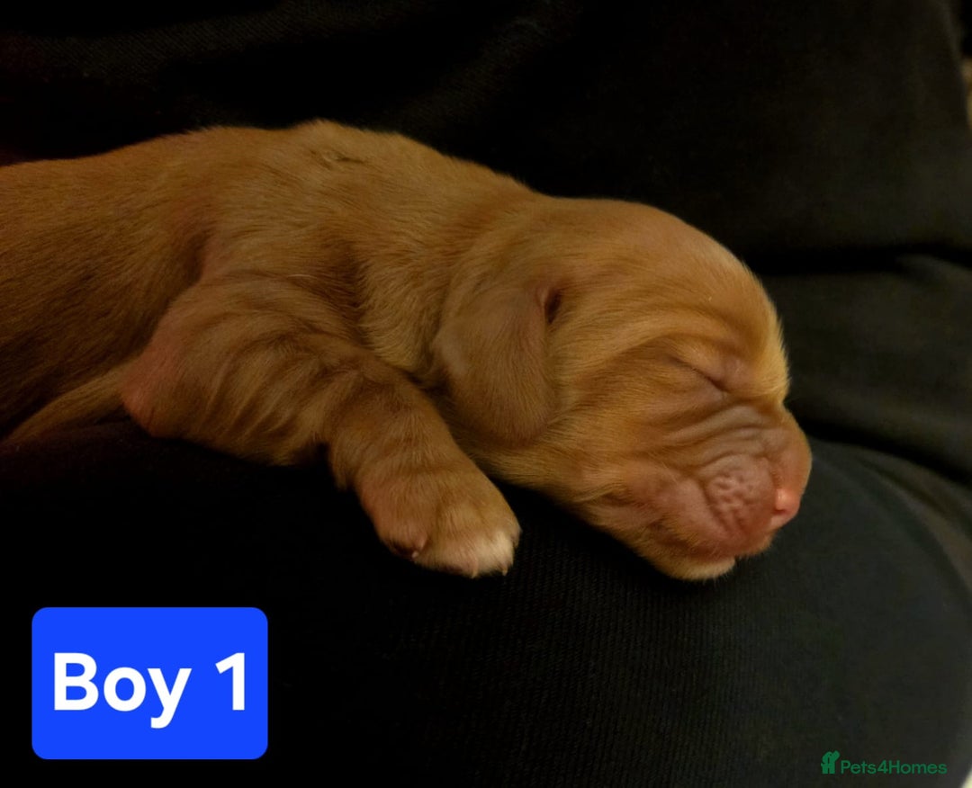 Cocker Spaniel dogs for sale: Stunning KC reg red working cocker pups - Advert 7