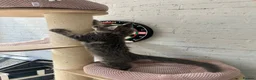 Maine Coon cats for sale: TICA Maine Coon Girls Ready Now DNA clear  - Advert 8