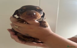 Miniature Dachshund dogs for sale: Champion line miniature Dachshunds KCREG PRACLEAR  - Image 31