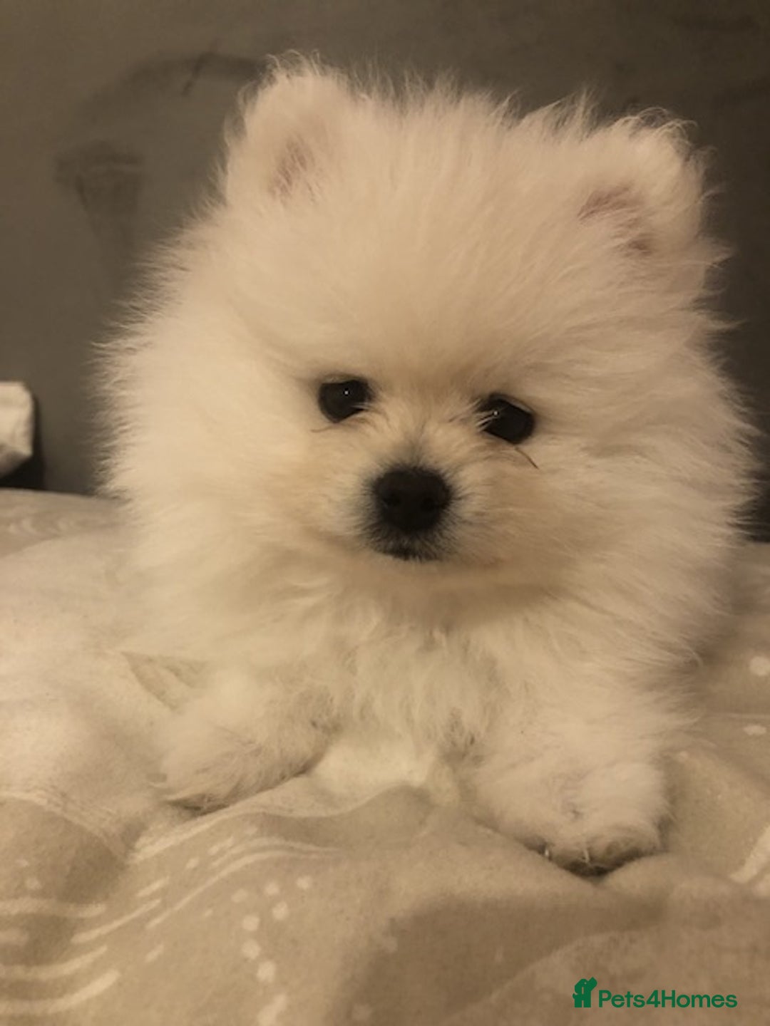 Pomeranian dogs for sale: Teddy Face , Pop Quality, Tiny BOY! - Advert 7