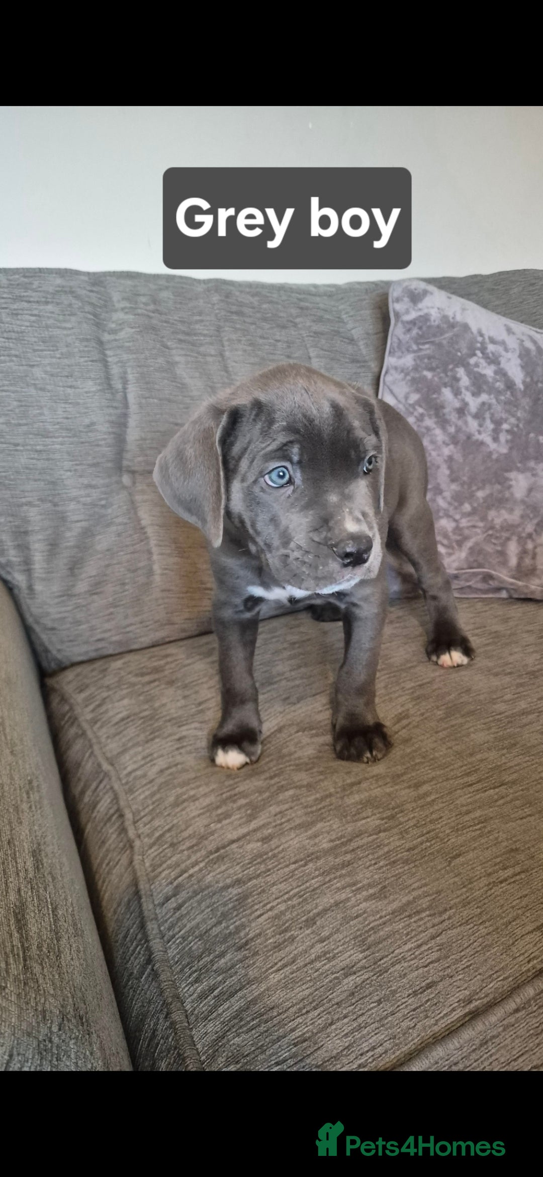 Cane Corso dogs for sale: Ready for new homes, cane corsos.  - Advert 3