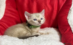 Bengal cats for sale: Bonnies Bengals  - Advert 9