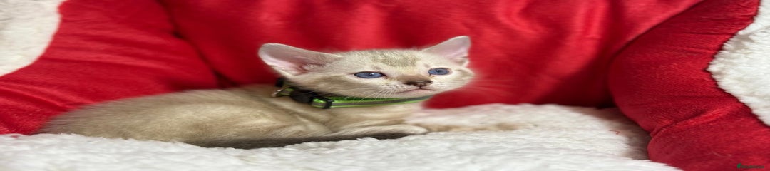 Bengal Kitten - Green Collar - White