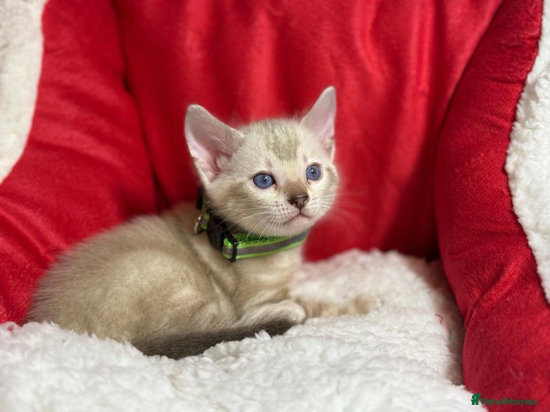 Bengal cats for sale: Bonnies Bengals  - Advert 9