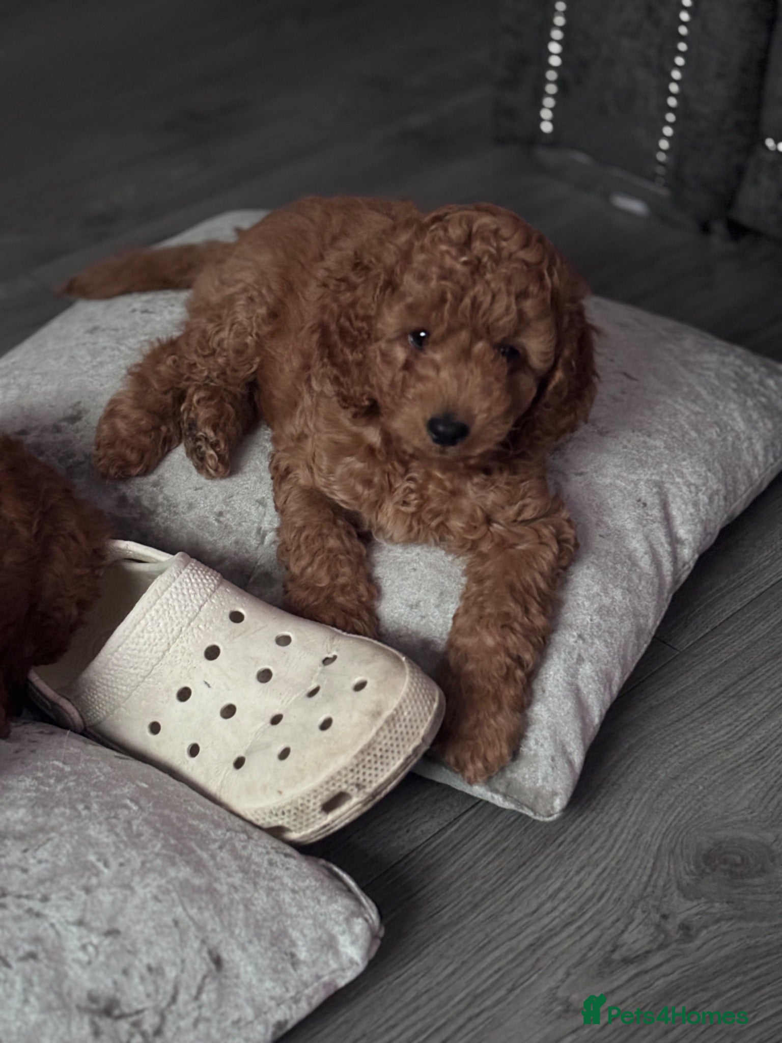 Cockapoo dogs Cockapoo puppies  - Advert 9