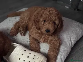 Cockapoo dogs Cockapoo puppies - Advert 9