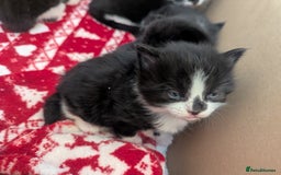 Mixed Breed cats for sale: 3 Beautiful Black and White Tuxedo Kittens  - Image 25