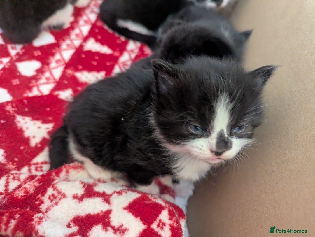 Mixed Breed cats for sale: 3 Beautiful Black and White Tuxedo Kittens  - Image 25