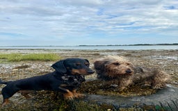 Dachshund dogs for sale: Dachshund  - Image 5