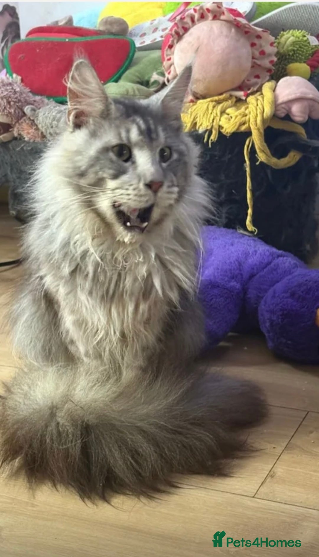 Maine Coon cats for sale: STUNNING LITTER OF MAINE COONS AVAILABLE - Advert 8