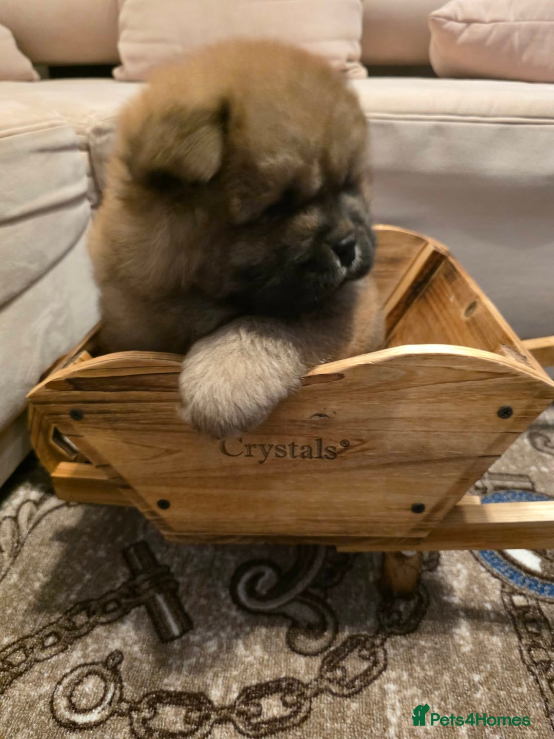 Chow Chow dogs for sale: “Fluffy & Loving Chow Chow Puppy " - Advert 5