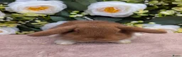 Mini Lop rabbits for sale: ❤️mini lop babies ❤️  - Advert 8