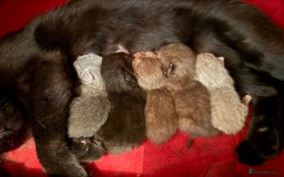 British Shorthair cats for sale: Cat with 6 kittens  - Image 3