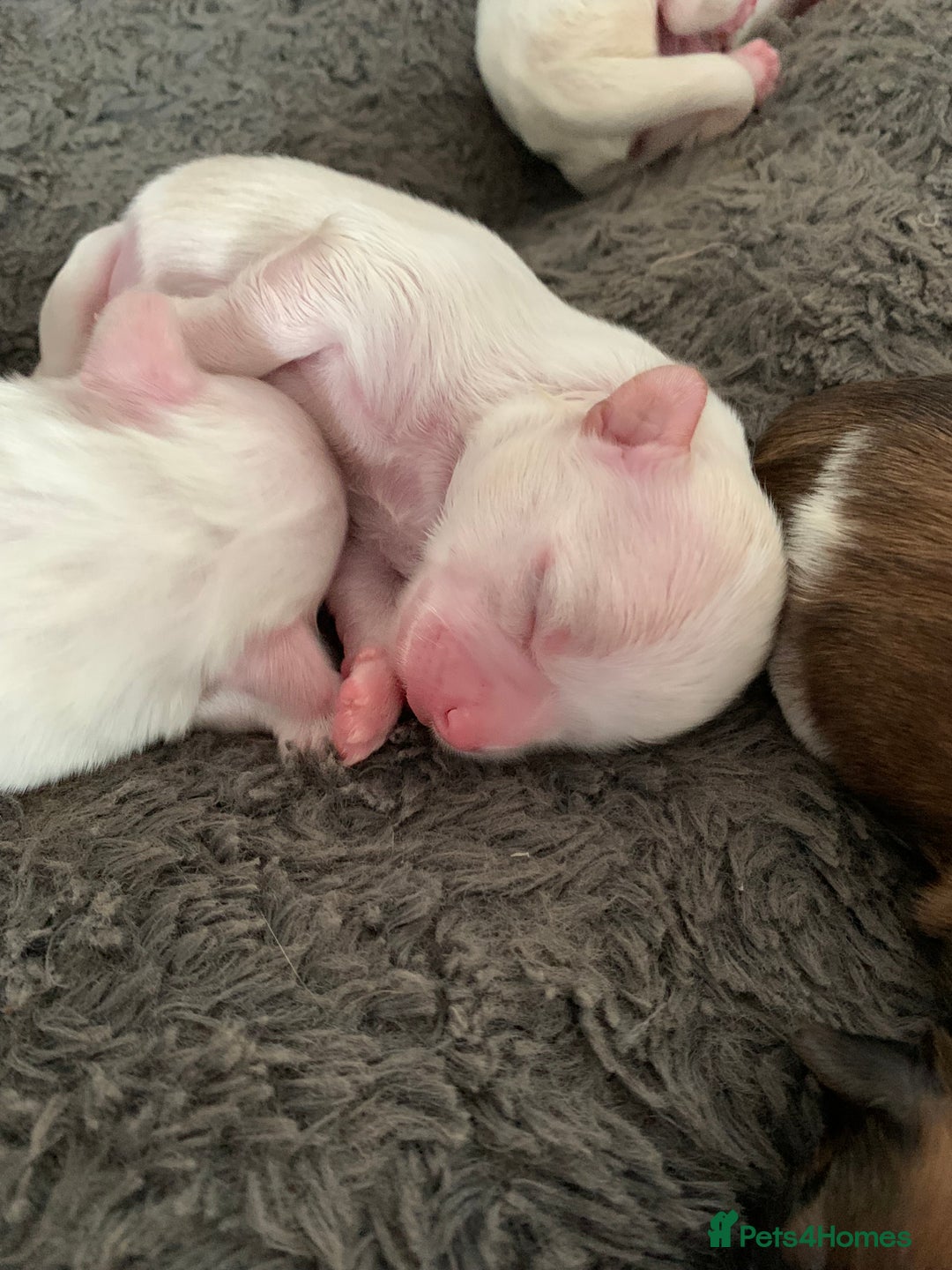 Malshi dogs for sale: Malshi puppies - Image 3