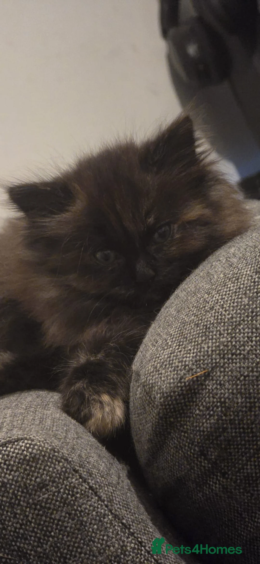 Ragdoll cats for sale: Ragdoll x Siberian mix - Advert 5