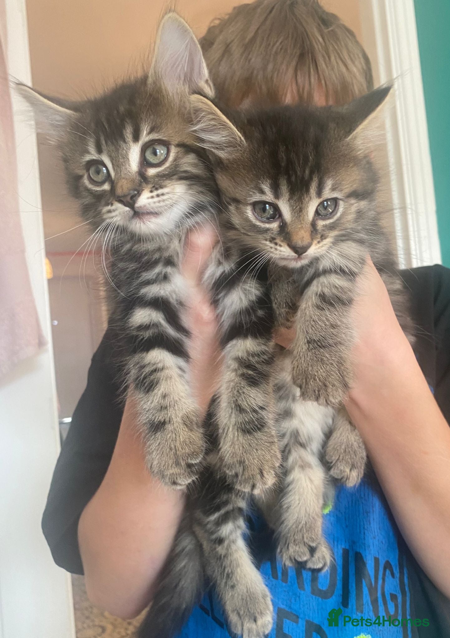 Mixed Breed cats Gorgeous tabby kittens  - Advert 1