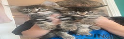 Mixed Breed cats for sale: Gorgeous tabby kittens  - Advert 1