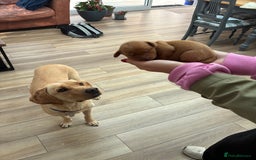 Labrador Retriever dogs for sale: Golden and Fox Red Labrador Retriever puppies - Image 9