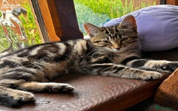 Bengal cats for sale: Kittens For Sale - Image 12