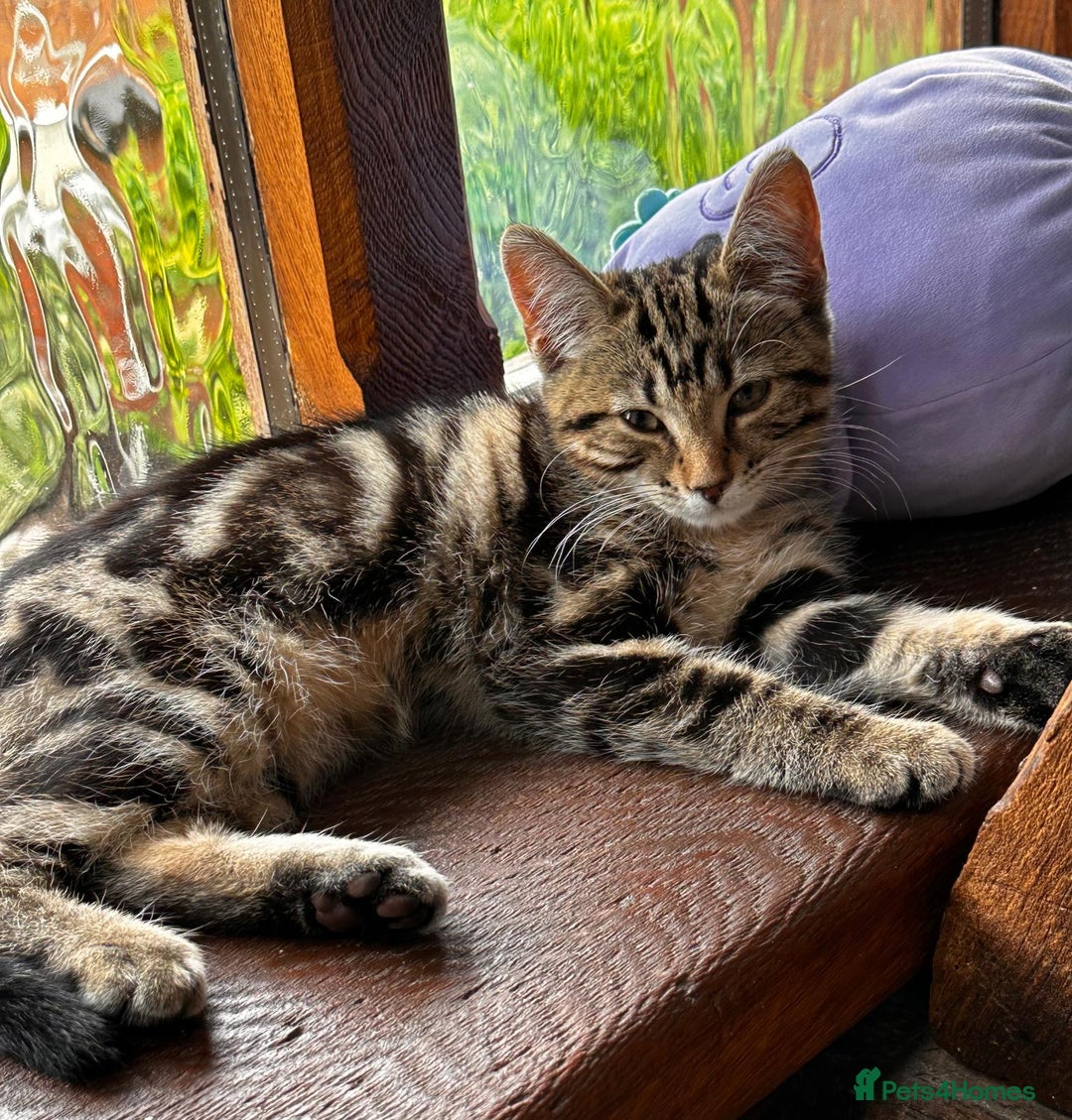 Bengal cats for sale: Kittens For Sale - Image 12
