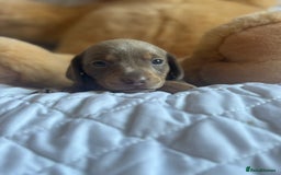 Miniature Dachshund dogs for sale: Kennel club registered dachshund puppys PRA clear  - Image 8