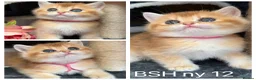 British Shorthair cats for sale: British shorthair blue golden kittens GCy - Advert 5