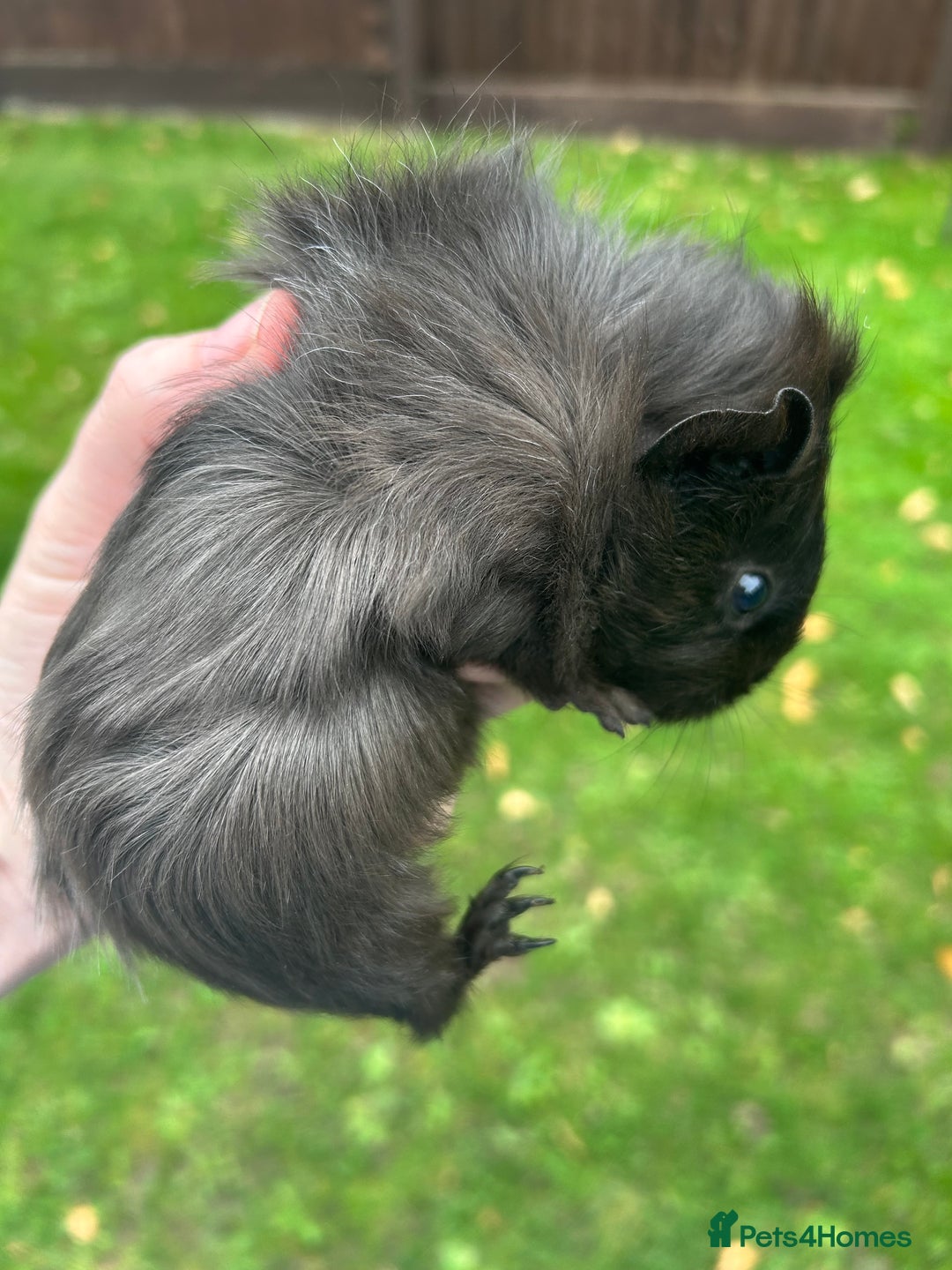 Guinea Pig rodents for sale: 6 baby boy guinea pigs available - Image 7