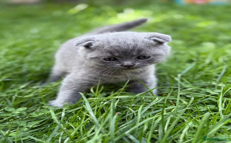 Scottish Fold cats - Advert 1