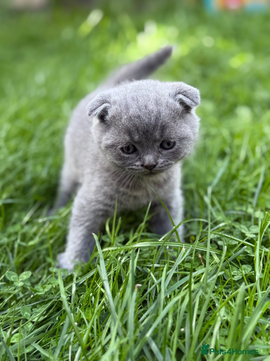 Scottish Fold cats for sale: Lovely Scottish fold kitties🥰 - Image 1