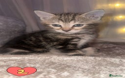 Mixed Breed cats for sale: Two Female kittens (Bengal/Persian mix - Image 7