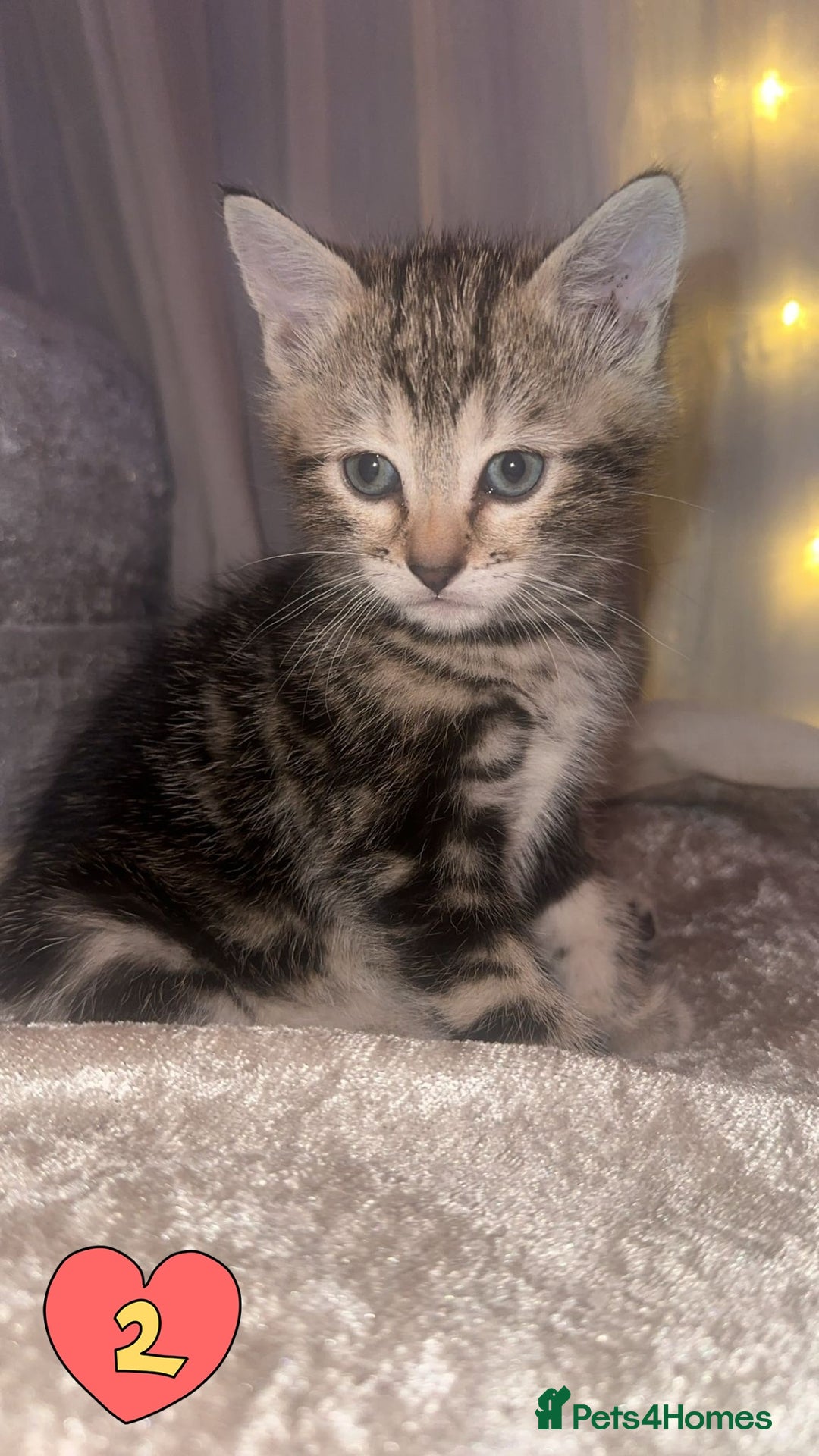 Mixed Breed cats for sale: Two Female kittens (Bengal/Persian mix - Image 7