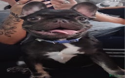 French Bulldog dogs for sale: Kc miniature French bulldog  - Image 4