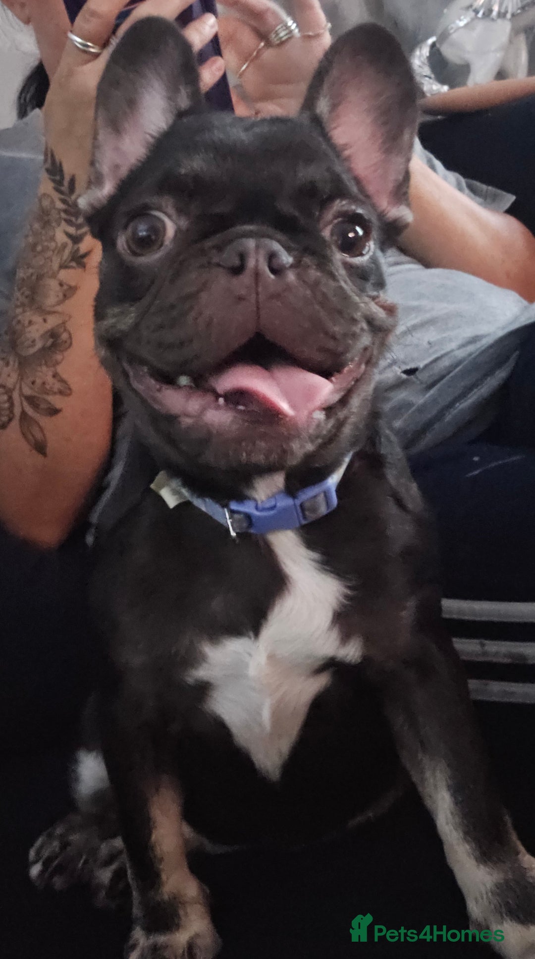 French Bulldog dogs for sale: Kc miniature French bulldog  - Image 4