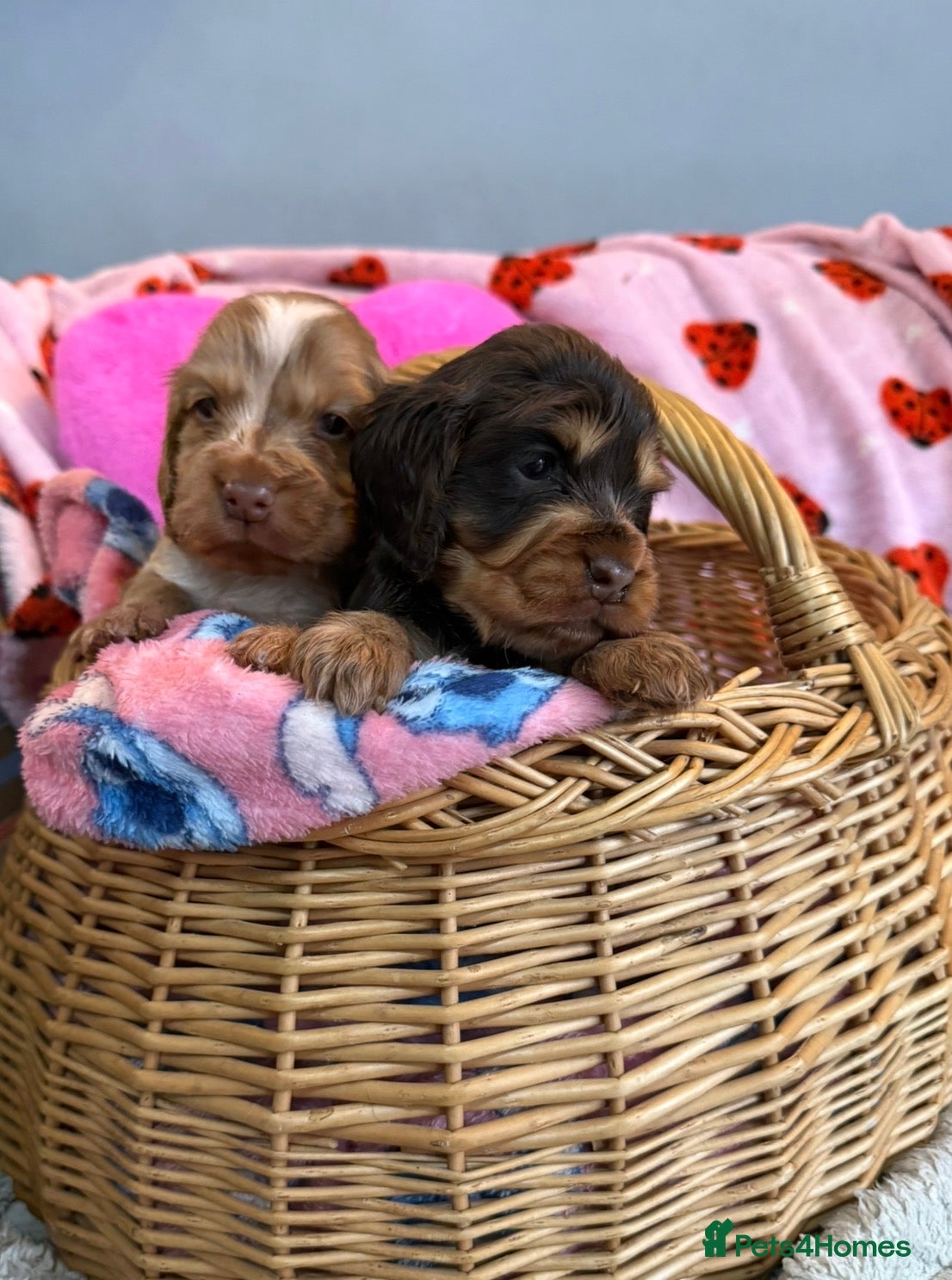 Cocker Spaniel dogs show cocker spaniels from health tested parents - Advert 5