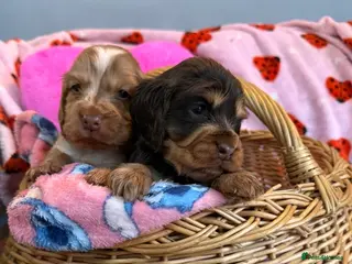 Cocker Spaniel dogs show cocker spaniels from health tested parents - Advert 5